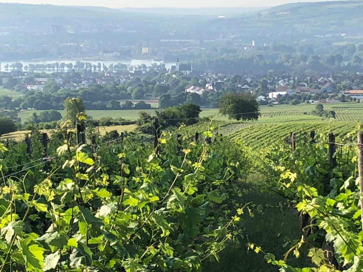 Rheingau Und Weltkulturerbe Mittelrheintal Erleben - Ferienappartement In Winkel Oestrich-Winkel Zewnętrze zdjęcie